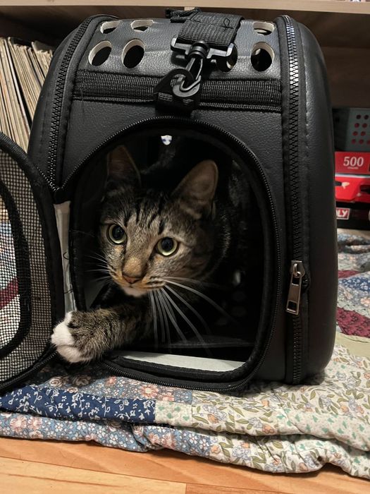 Продам сумку переноску для животных