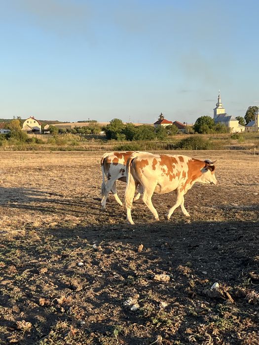 Vand 8 juninci pentru abator