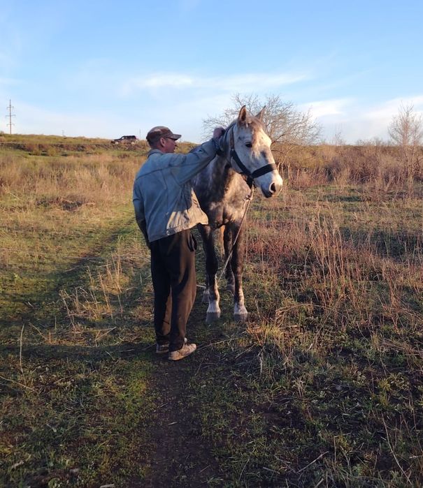 Продается кобыла