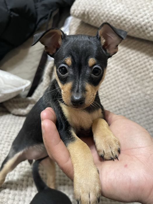 Чихупинчер на 2 месеца