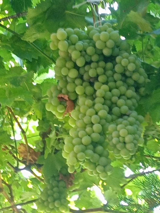 Butași vita de vie diverse soiuri de masă și de vin