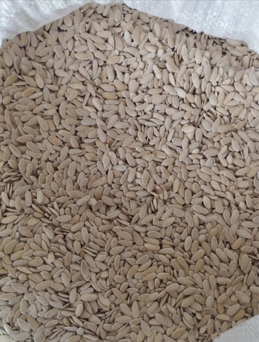 Семена дыни с гарантией