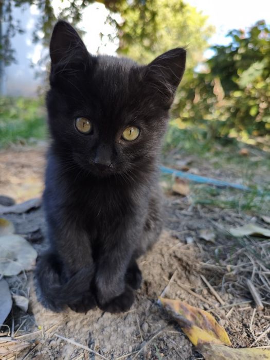 Отдам котят в добрые руки.