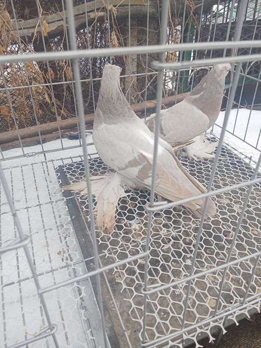 Продам голубей хороших