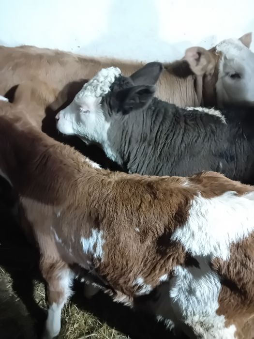 Taurasi și vitele baltati