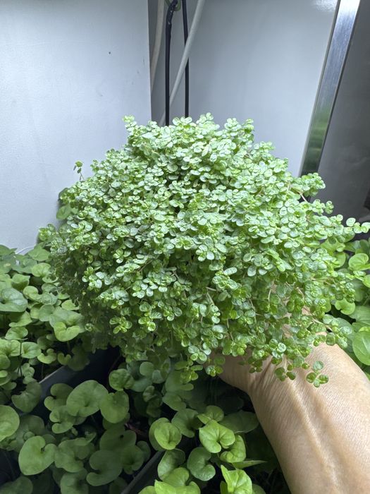 Продам солейролию! Детские слезы!