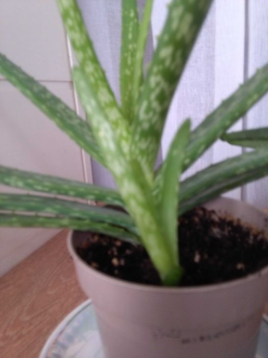 Алоэ  возраст 3 года