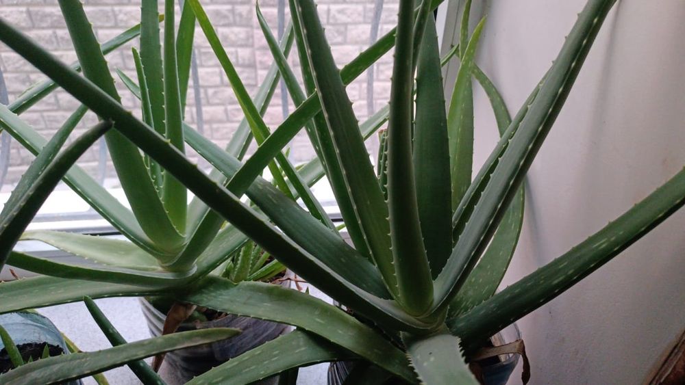 Алоэ вера Лечебное многолетнее