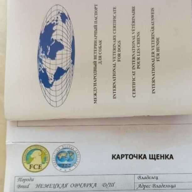 Овчарка немка самка