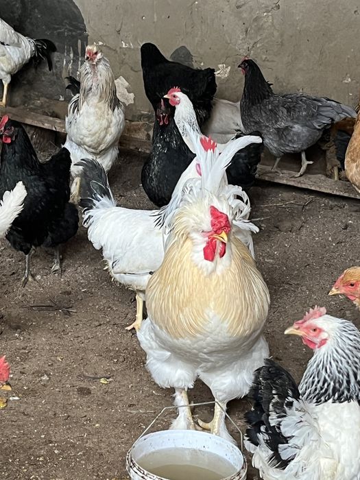 Тауықтар сатылады