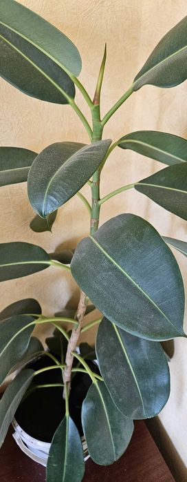 Комнатное растение Фикус