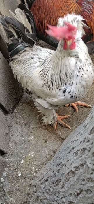 Cocoși Motati, încălțați și cu creasta lăsată