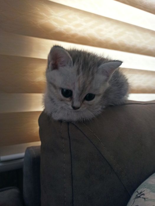 Котята 40-50 дней отроду