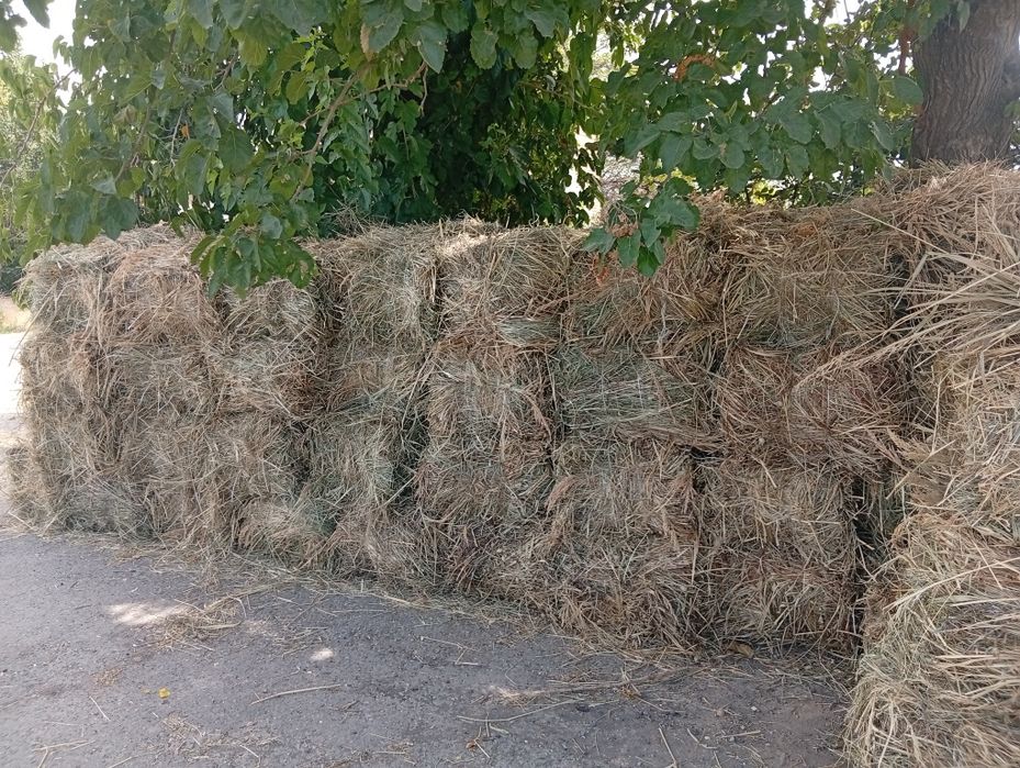Hashak press 2-o'rim beda