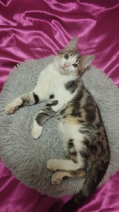 Ищет новый дом котятя!