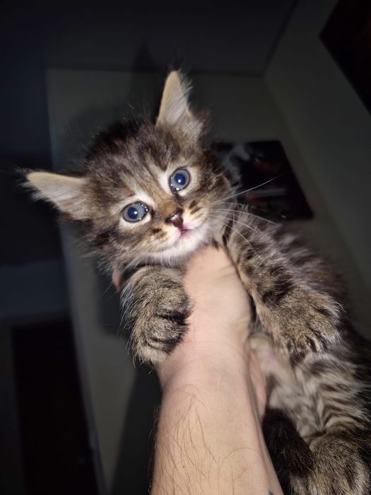 Маленькие котята