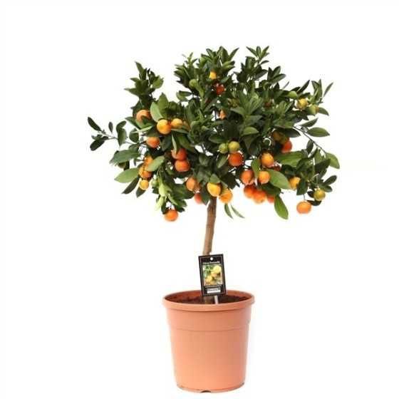 Mandarin ALTOIT La Ghiveci