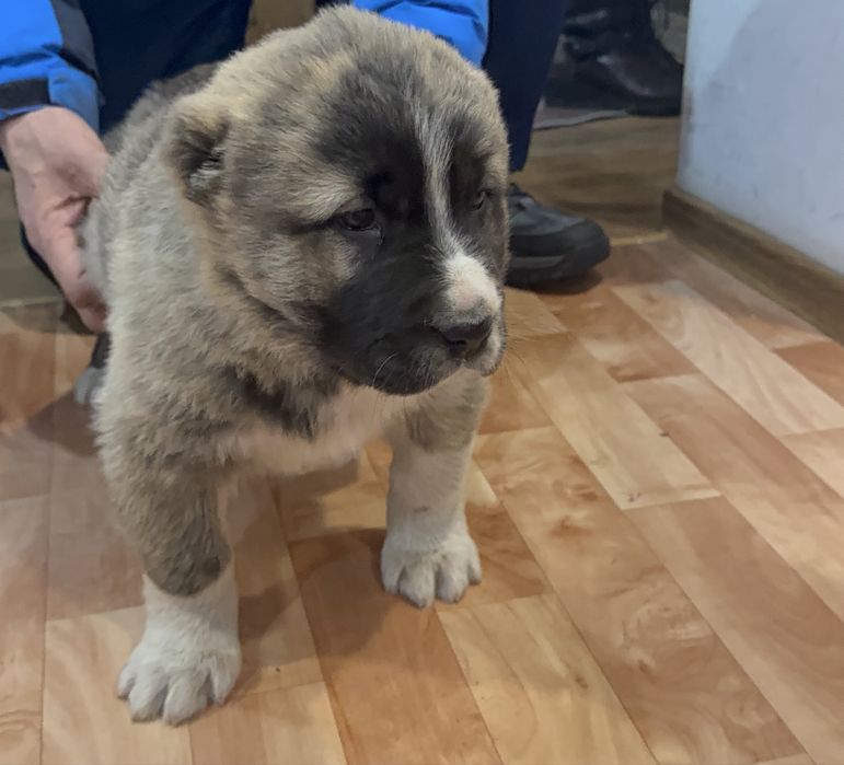 Щенок алабай 2,5 месяца.
