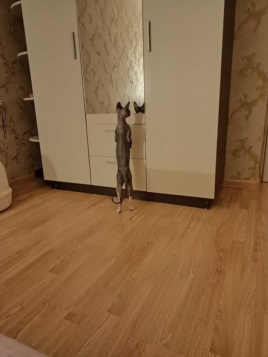 передержка кошек