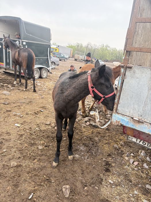 Продам  тайчика