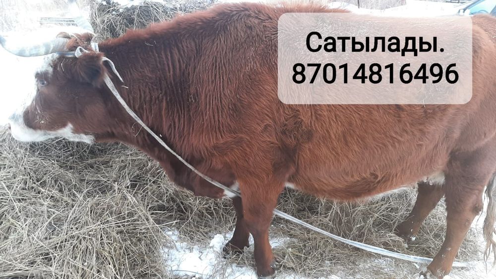 Продаются коровы