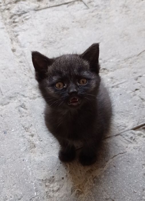 Продам породистых смешанных  котят