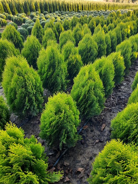 Tuia oferta de toamnă