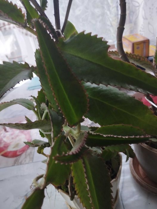 Продам Каланхоэ, возле Саяхата.