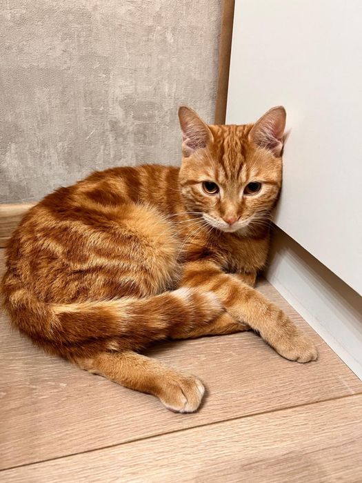 Отдам кота в добрые руки