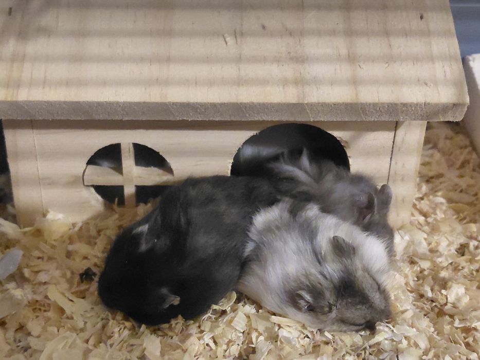 Donez 5 pui de hamsteri și un adult mascul