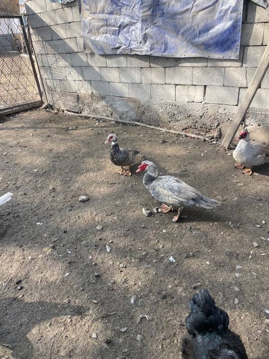 Продам индо уток