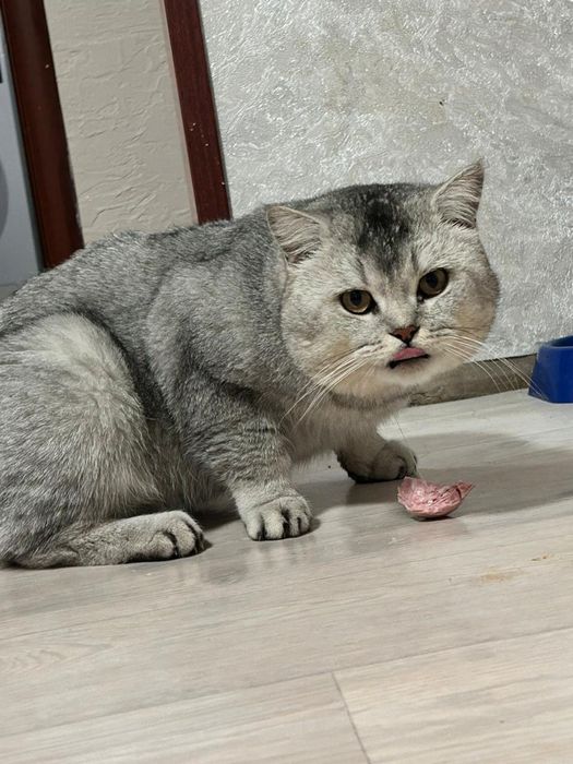 Продам породистых котят