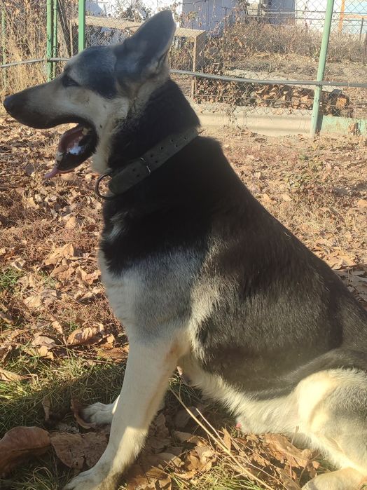 Продам подросщенного щенка ВЕО.