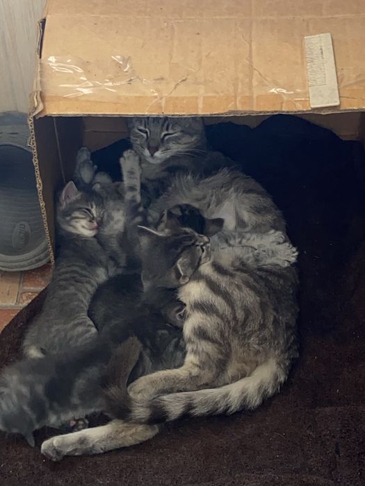Отдам котят бесплатно