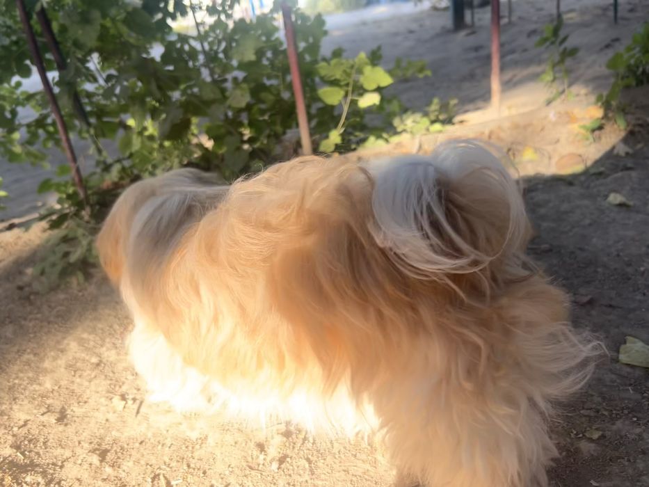 ши-тцу вязка, девочка