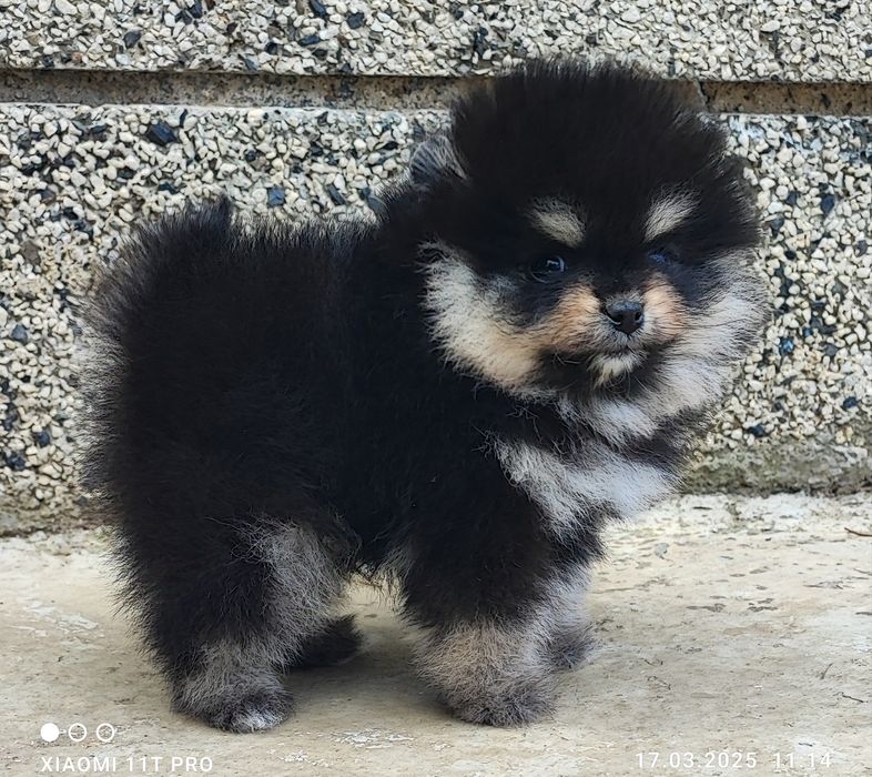 Померан померанче