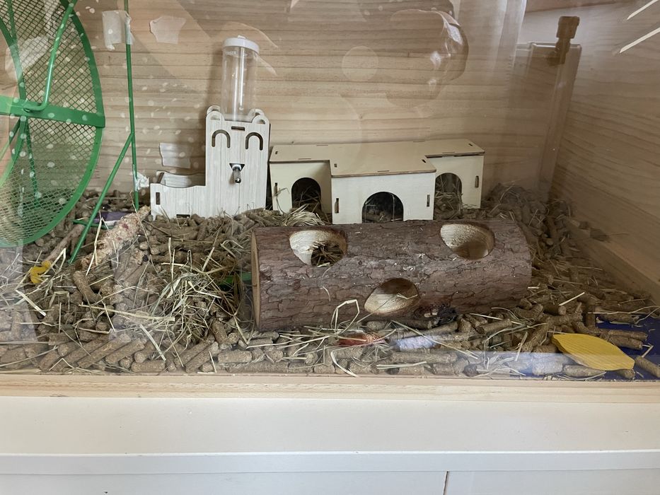 Vand URGENT cusca cu hamster, accesorii si mancare.
