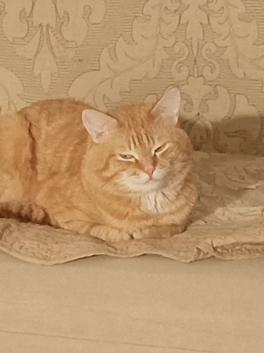 Вязка. Кота 4х летняя
