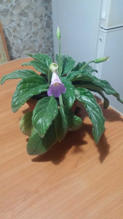 Комнатное растение Хирита