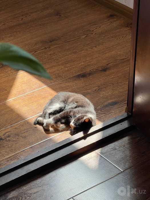 Отдам котенка даром