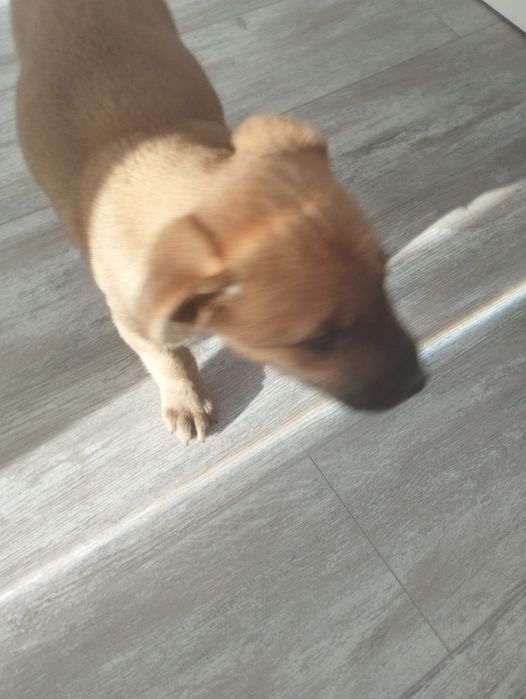 Ищем дом щеночку