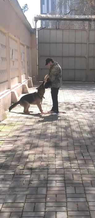 Инструктор дрессировщик