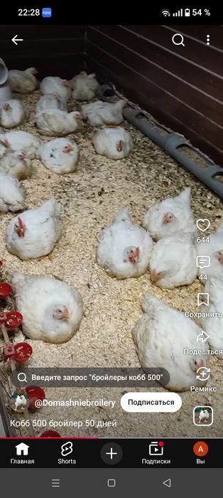 Продам куры домашних  бролеров