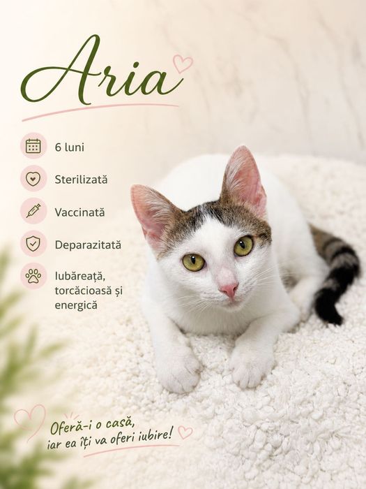 Adopție pisica 6 luni Sterilizata și vaccinata București