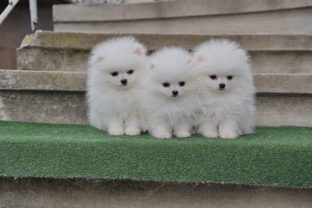 Померан померани мини