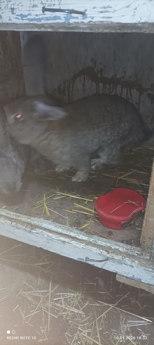 Erkak Flander quyon sotiladi