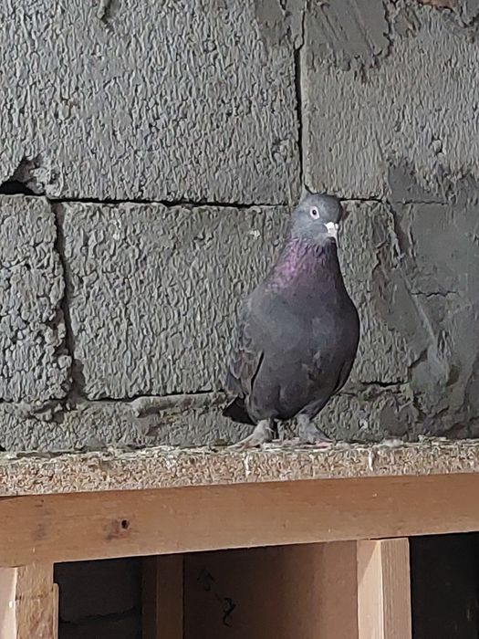 Құстар сатылады.