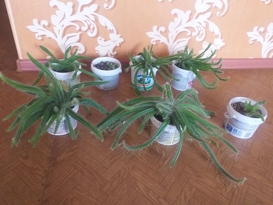 Цветы для дома разные.