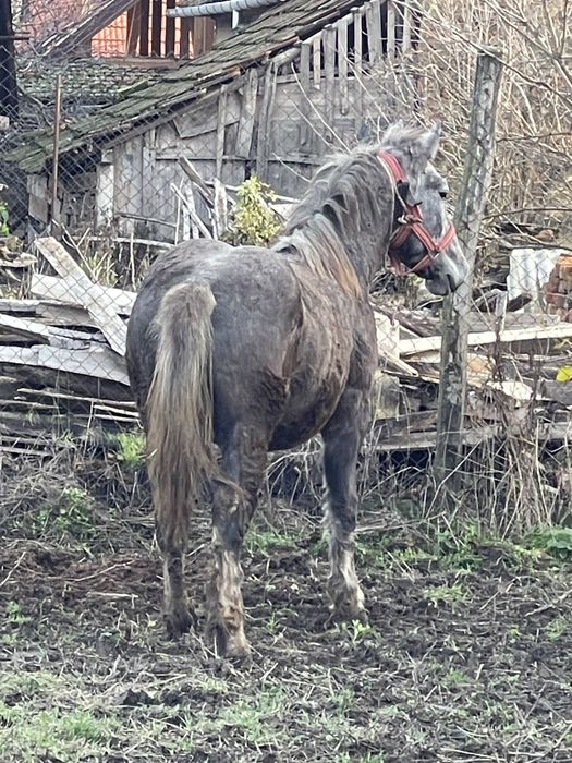 Schimb pecheron original de un an, nu ofer diferență nici transport