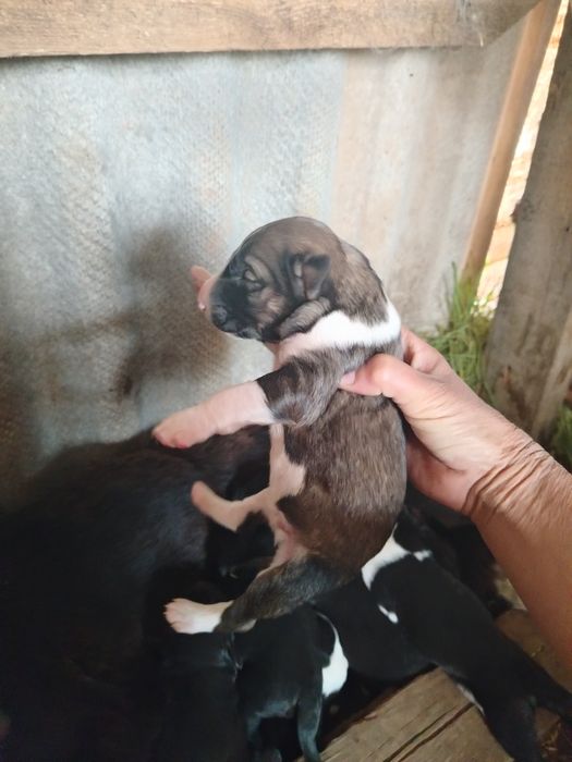 Продам щенков тазы